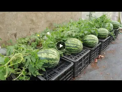 Big, sweet fruit - The secret to growing watermelon quickly using kitchen waste